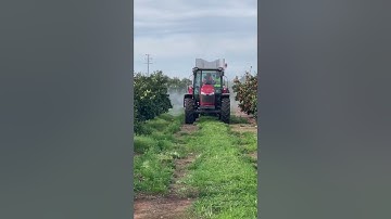 Smart Apply precision spraying oranges in Australia