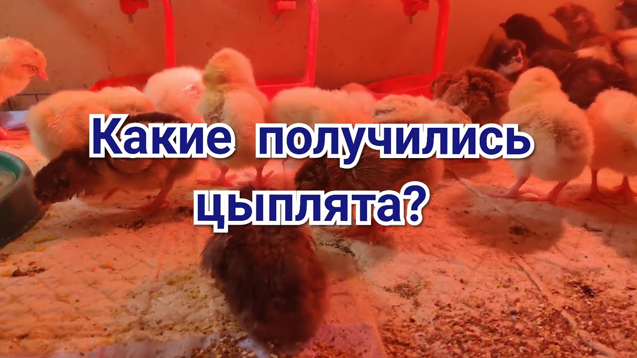 Какие получились цыплята от скрещивания? - YouTube