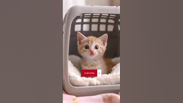 Cat Sings a Song! 🎤😸 | AI-Generated Singing Cat#cat  #catlover  #funny  #catlover