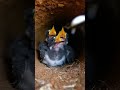 Megaceryle alcyon Bird nest #birds #nest