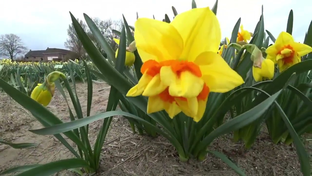 Ik liep tussen de narcissen en tulpen, genietend van de rust, toen iemand in de chat plots zei: "Covent Garden ligt in Las Vegas, jongens." Ik lachte het weg, maar ergens klopte er iets niet....