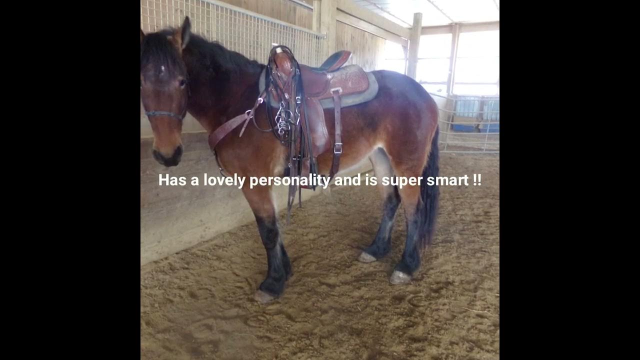 Missy Lot 688 Mid Ohio Draft Horse Sale YouTube