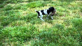 Zosia pups 6 wks 012.avi
