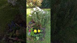 Innenhof #garten  Entstehung 🌱Lernfeld 🌳 #pflanzen #kräuter #Rhododendron #waldgarten #naturgarten