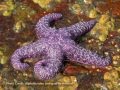 The Impact of Keystone Species on Ecosystem Balance