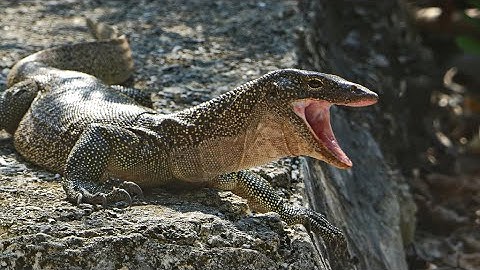 Taming My Mangrove Monitor!!!! Part 3