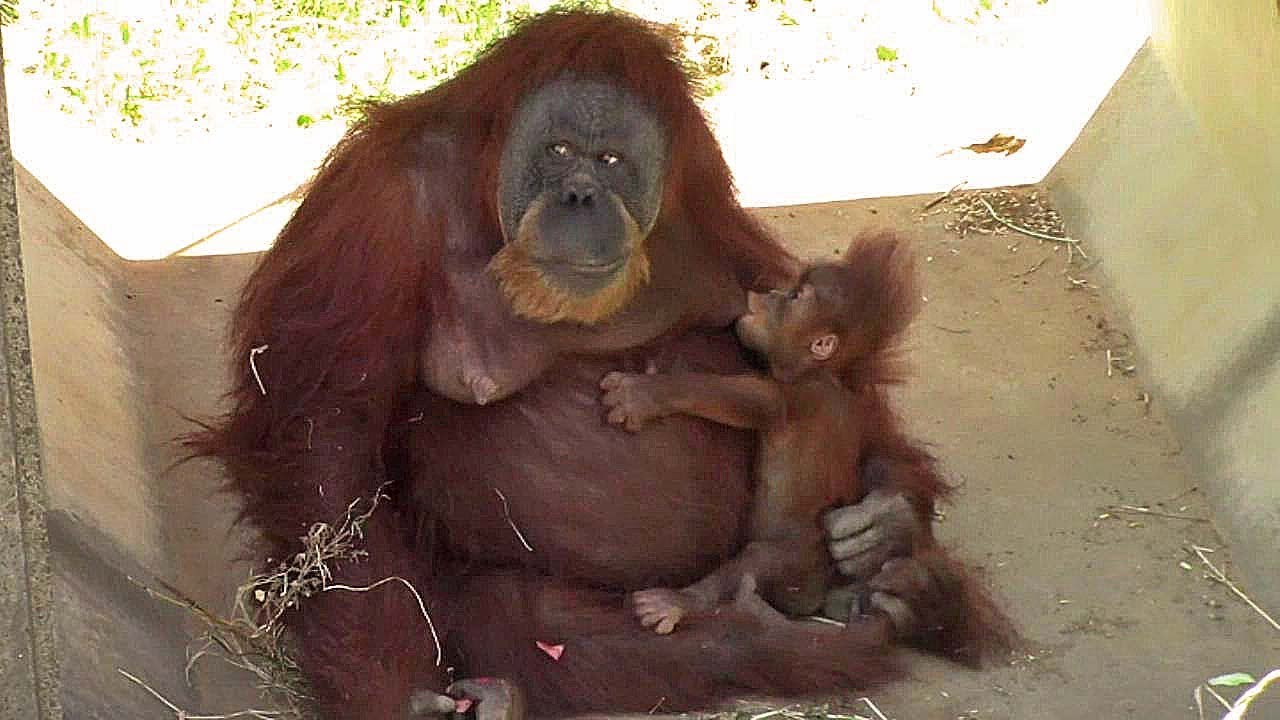 オランウータンの親子 スーミー ポポ 市川市動植物園 Orangutan Mother Baby Youtube