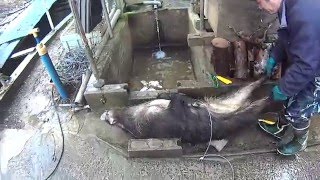 27年 猪の罠猟 腹を開ける動画です。(注意)