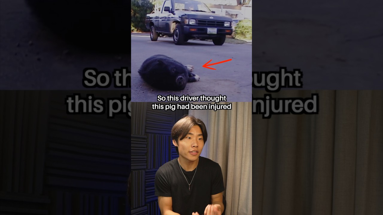 NO ONE Expected Why This Pig Was Playing Dead #shorts