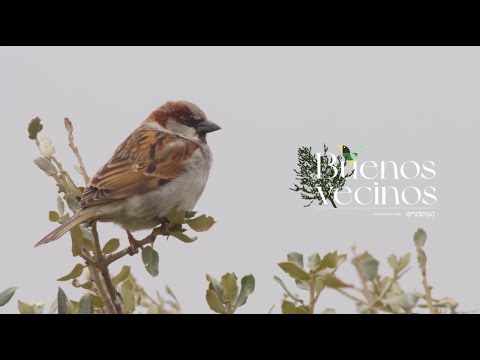 Buenos Vecinos - Gorriones: un ave de barrio