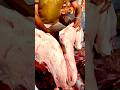 The cow's breast is being cut.
