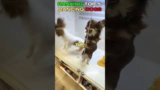 RANKING TOP 5 DANCING DOG MOMENTS