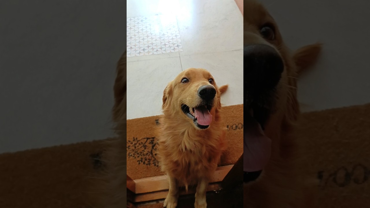 Sparky your so cute🫰🥹🥰 enjoying the apple🍎