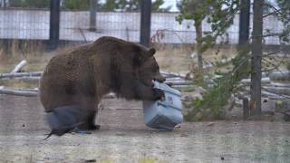 How a Cooler Is Bear Tested | Featuring the Lifetime 28 & 77 Quart Coolers