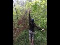 Hastings county sasquatch july field report  if a tree falls in the forest did a sasquatch do it