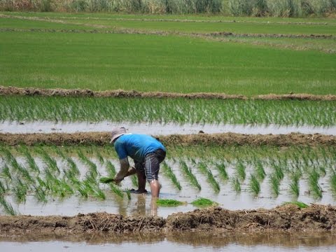 Características de los Productores de Arroz - TvAgro por Juan Gonzalo Angel