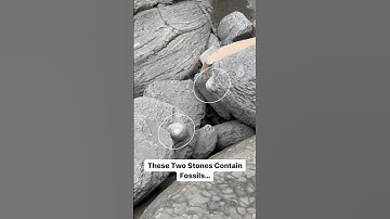 Finding Jurassic Age Fossils On The Beach #fossils #beach #stone #ammonite #hammer