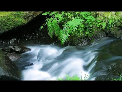 水のせせらぎ -画面暗め-【環境音/自然音】｢水流音｣ 睡眠・集中力を