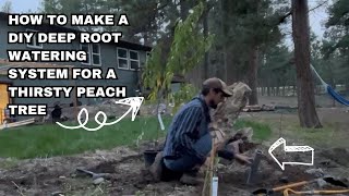 Got A Thirsty Peach Tree? A Diy Affordable Deep Root Watering System Is The Answer!