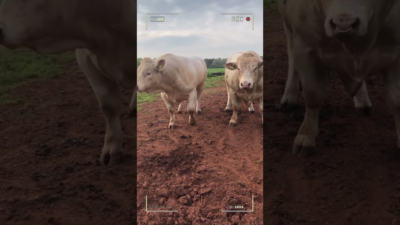 ⭕ CHAROLAIS CATTLE ✅ Biggest Bulls And Cow