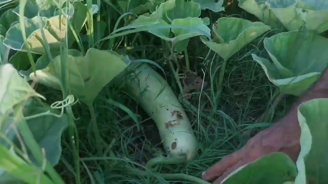 summer season vegetavles name |village life | dasii village | village discover|