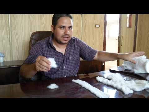 كيفية عمل السدادة القطنية Cotton Plugs باحترافية 