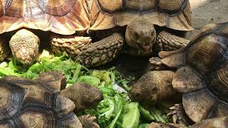 Cucumber Extravaganza - ASMR Bliss with Big Sulcata's Crunchy Party Delight!