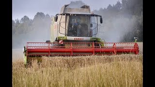 Big Wheat Harvest ! HARVESTING WHEAT ! Wheat Harvest -2018