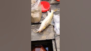 Mồi Câu Cá Lăng Cực Nhạy #shorts