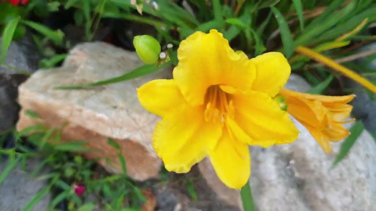 35도습도95%FORESTHOUSE 25822