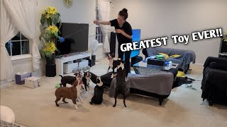 My 7 Boston Terrier Loves This Toy