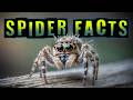 Spider and Arachnid Knowledge Quiz