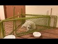 12時間ぶりの再会で大騒ぎ！興奮MAXのライトとクンクン泣くミント、そして安定の逃走豆きち🐶