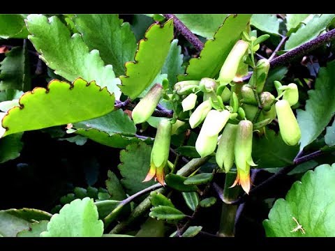 Kalanchoe Pinnata Flower Akkapana Flower Youtube