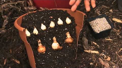 Planting Tulips and Daffodils