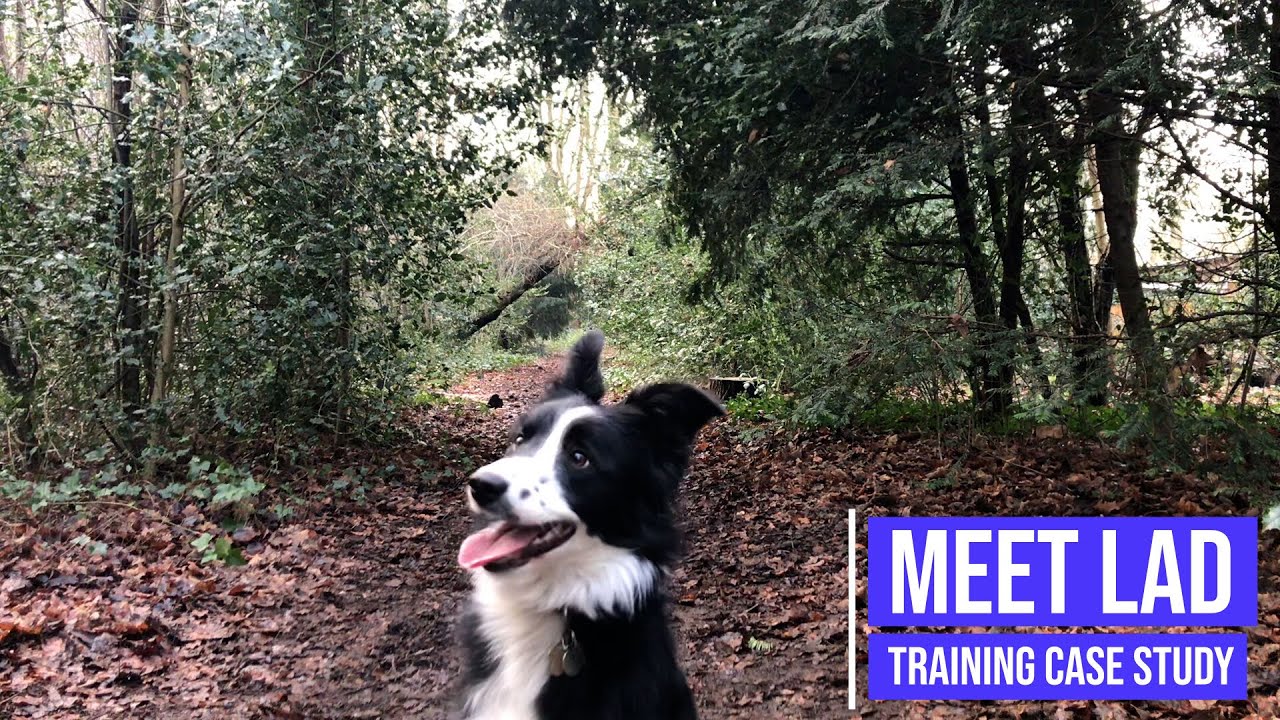 border collie reactivity