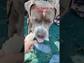 Kilo eats a Chicken Taco #dogshorts