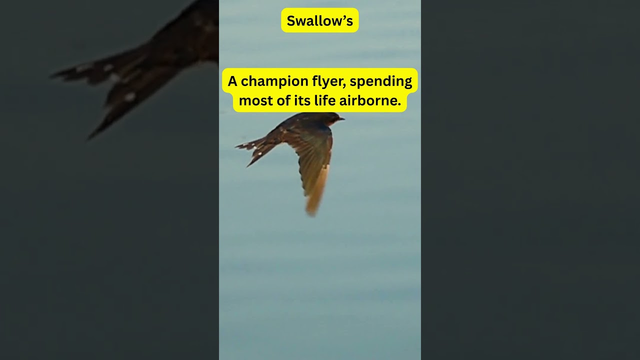 Daily Animal Tidbits:  Swallow’s