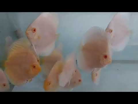 Albino Platinum Discus – 4” Freshwater Tropical Fish – Moderate Care Level