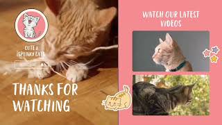 Osicat Cat Braeed | Ocicat Pet Profile | Cute & Spunky Cats by Cute & Spunky Cats 37 views 1 year ago 1 minute, 41 seconds