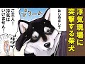 彼氏みたいな柴犬【アニメ】【漫画】