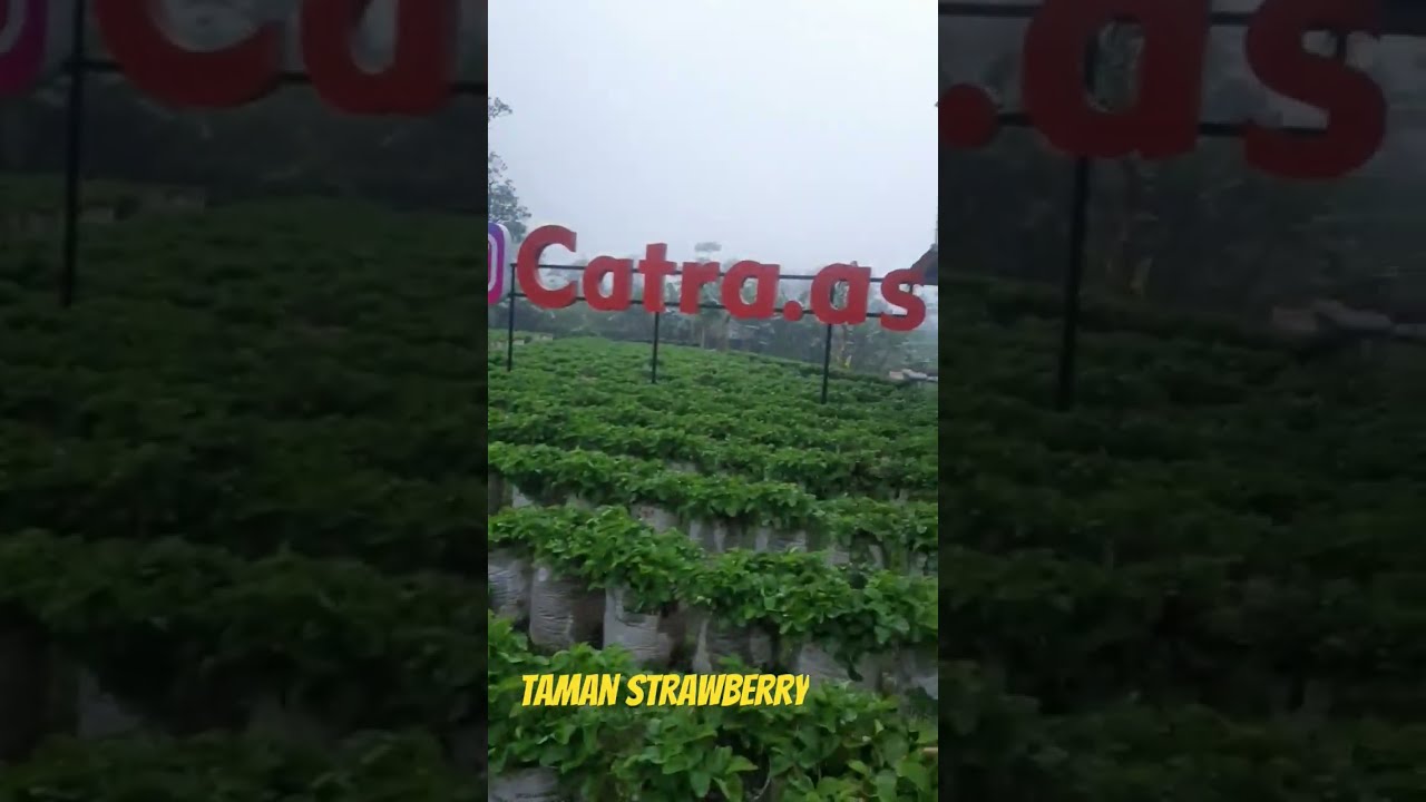 Kebun Strawberry di Wonosobo