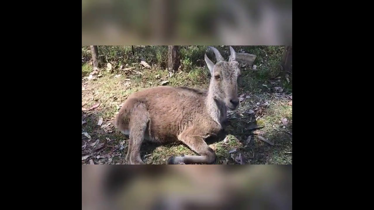 Eravikulam National Park in Munnar /Idukkitrip