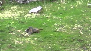 Marmots in the Austrian Alps