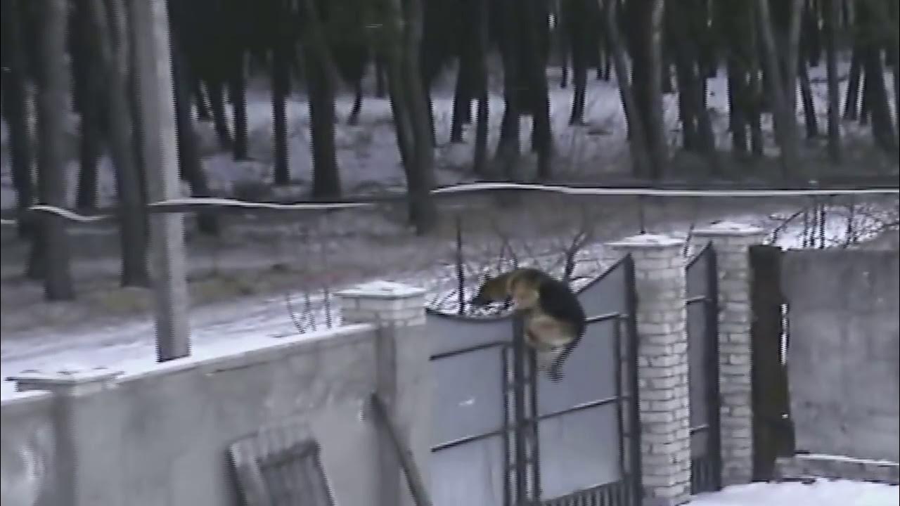 Собака на заборе. Собака перелезает через забор. Ограждение от собак на участке. Собака на заборе. Собака перелезает через забор.