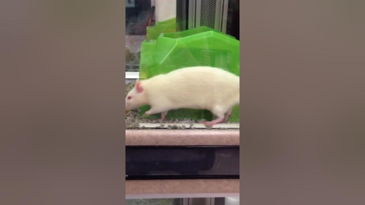 petsmart-rats-youtube