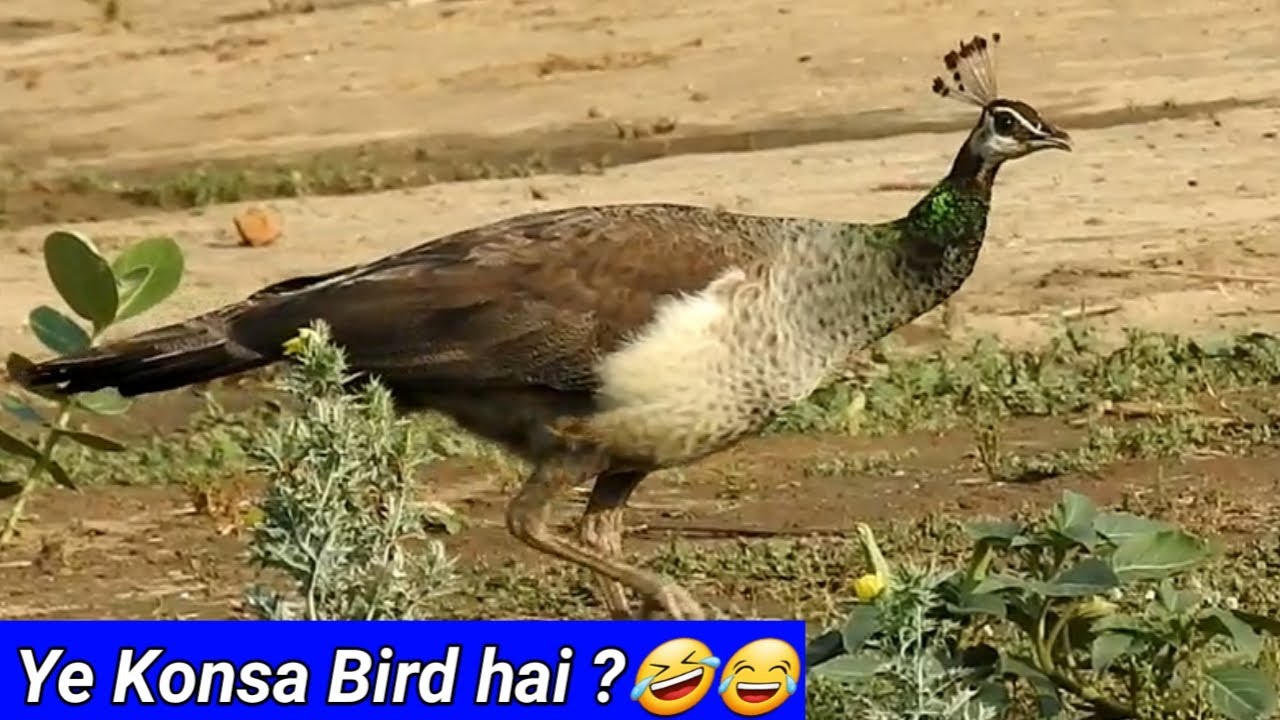 Is Pakshi Ka Kya Naam Hai Morni mormorni YouTube