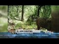 WATCH: Video shows only known US jaguar roaming Arizona mountains