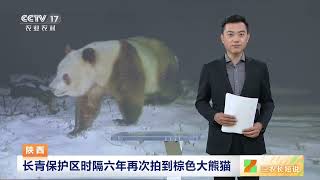 [三农长短说]陕西 长青保护区时隔六年再次拍到棕色大熊猫|农业致富经 Agriculture And Farming