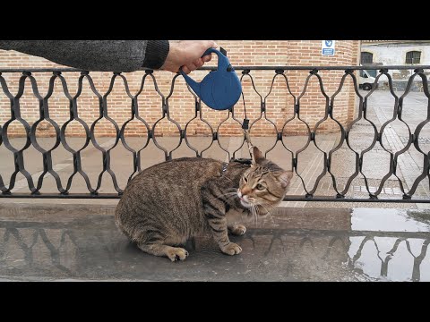 Как приучить кота к прогулкам на поводке